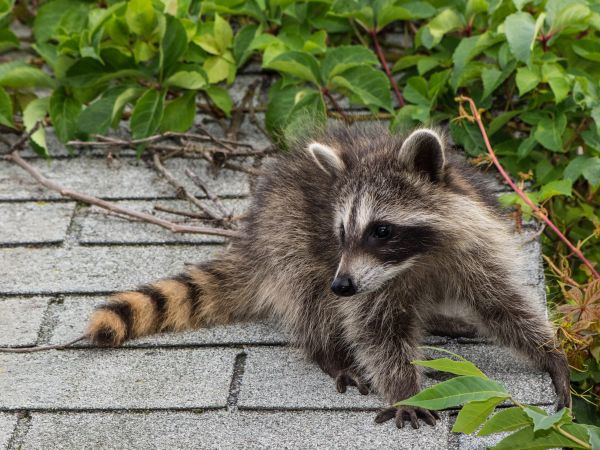 Abilene Wildlife Removal