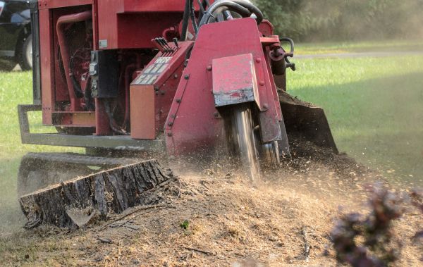 Abilene Tree Removal